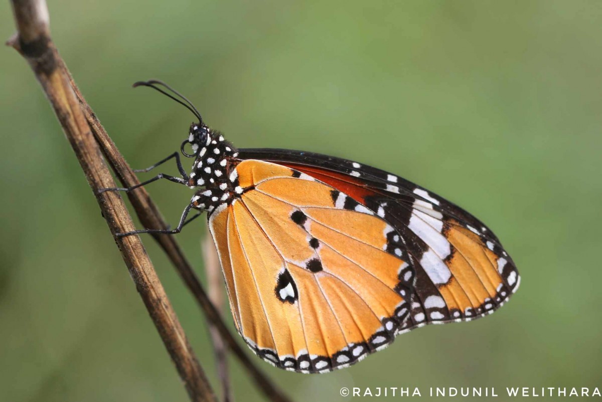 Danaus chrysippus Linnaeus, 1758